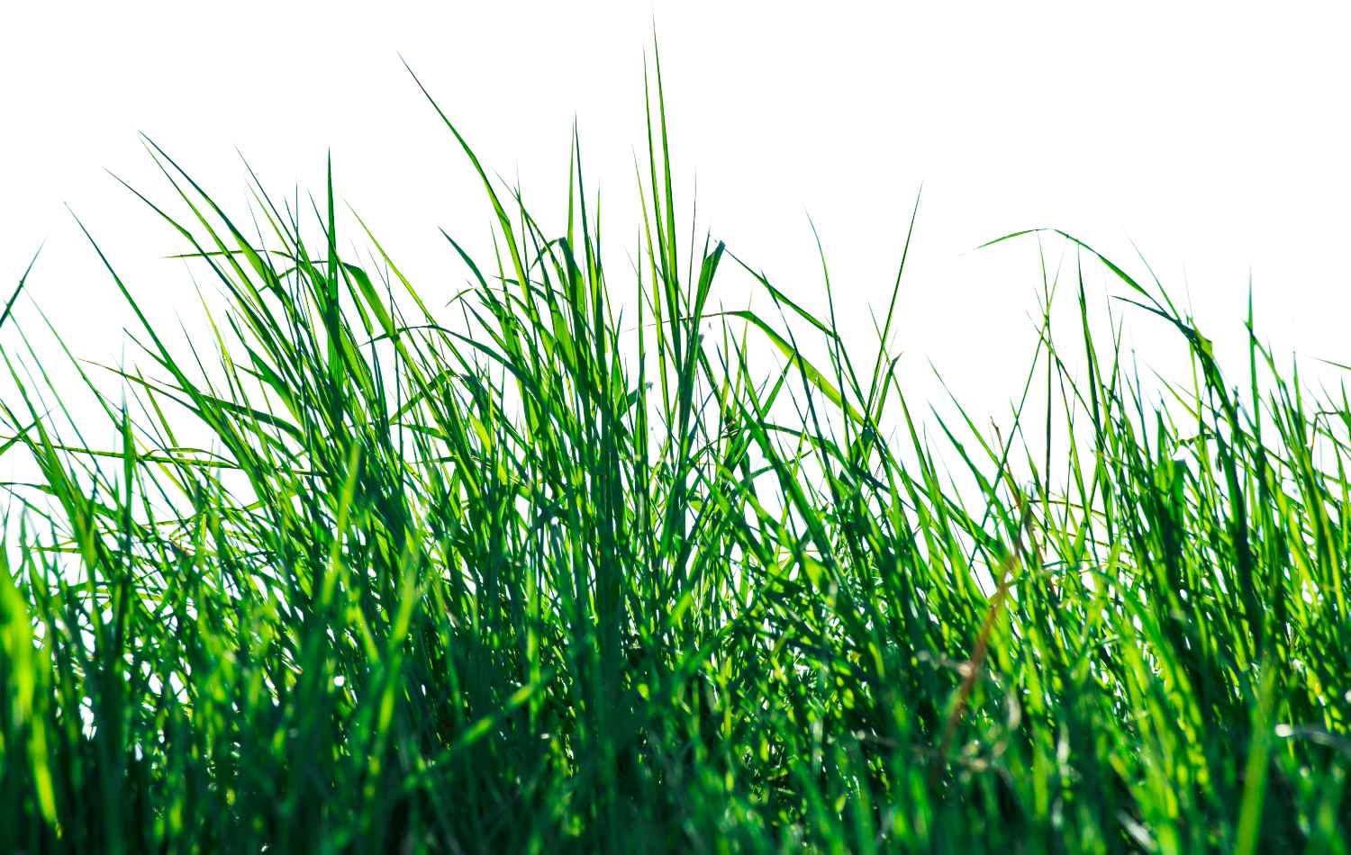 גלו את דשא דרבן: הדשא הדורש את התחזוקה הנמוכה שחיפשתם